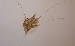 contemporary-art-project-sidnei-tendler-femme-watercolors (31)